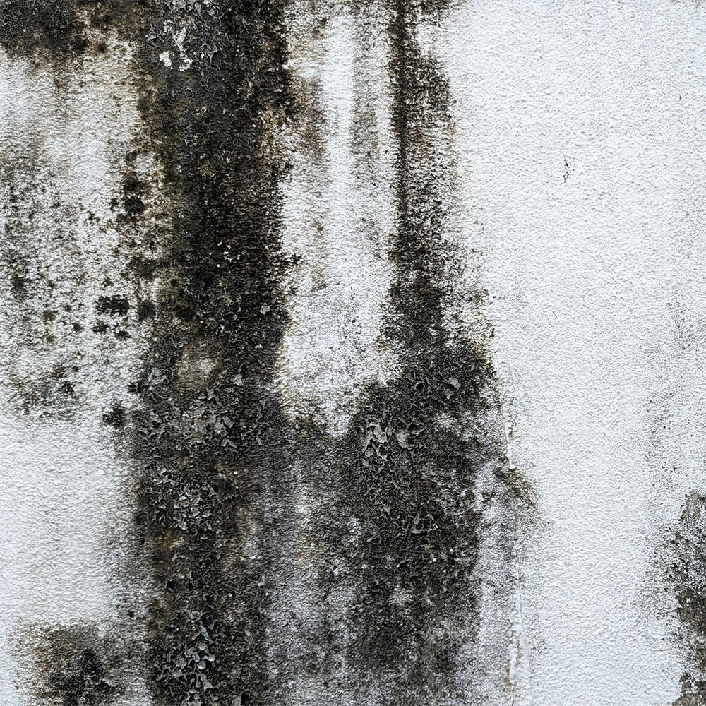 Mold